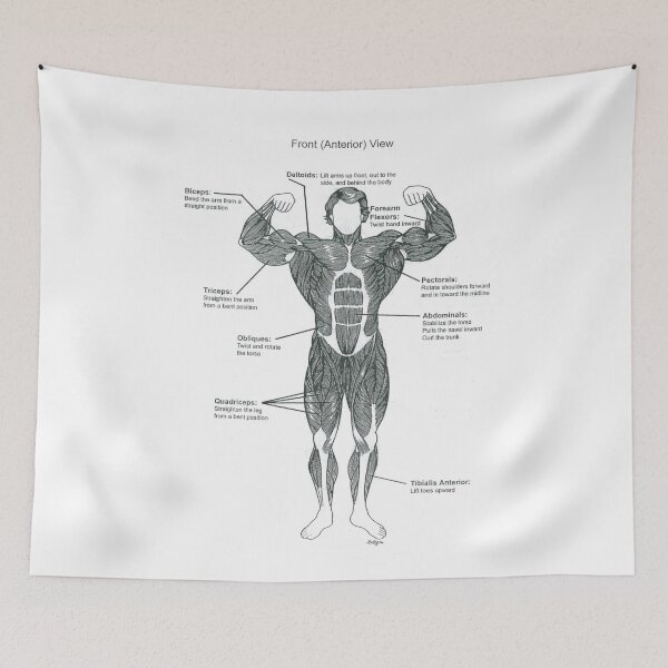 Item preview, Anatomy Diagram - Muscle Chart (Front) designed and sold by superfitstuff.