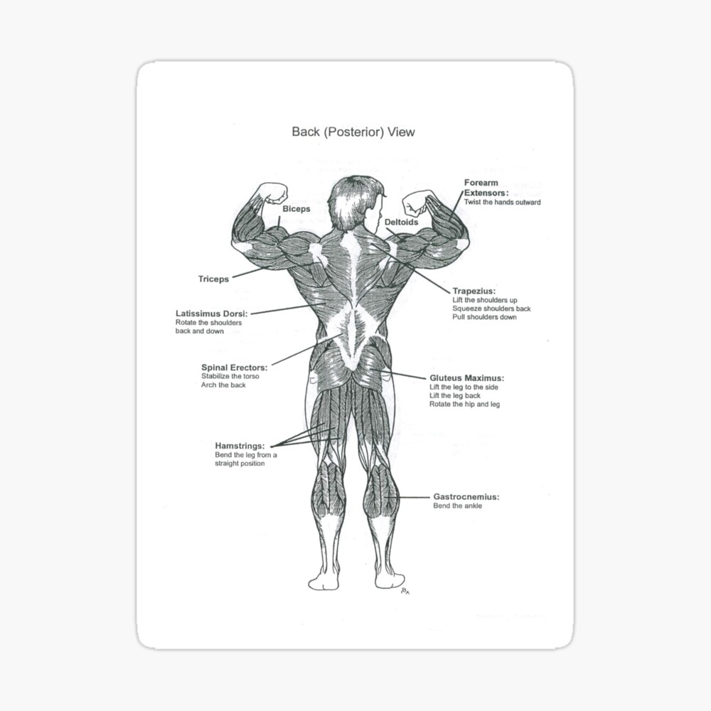 Female Muscle Anatomy Chart
