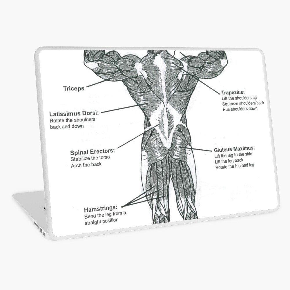 Muscle Chart Back / Kater Medically Accurate Muscle Chart - Within this group of back muscles ...
