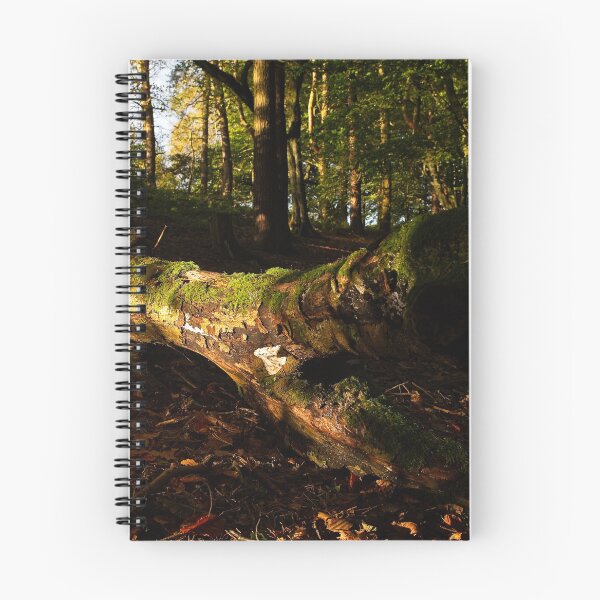 Item preview, Morning sun shines through trees onto fallen tree designed and sold by Stephen Jarman.