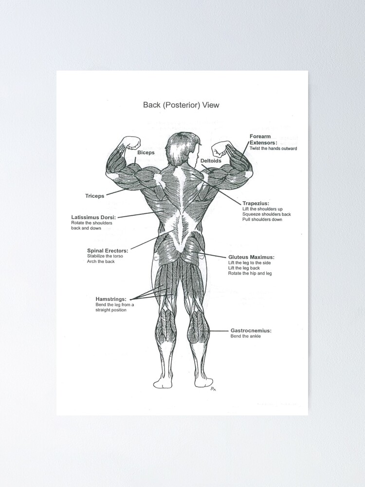 Anatomy Diagram Muscle Chart Back Poster By Superfitstuff Redbubble