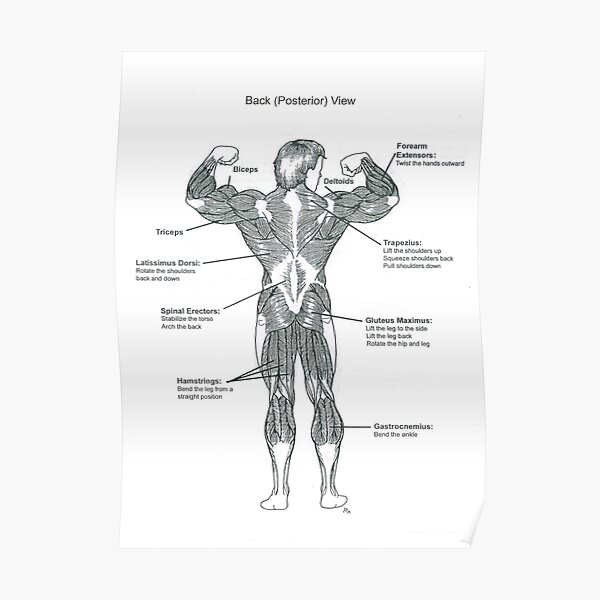 Muscle Chart Posters Redbubble