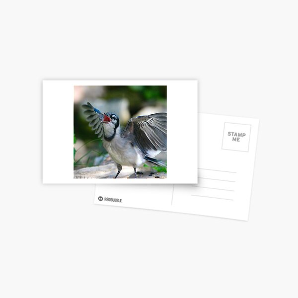 Baby Jay Postcard