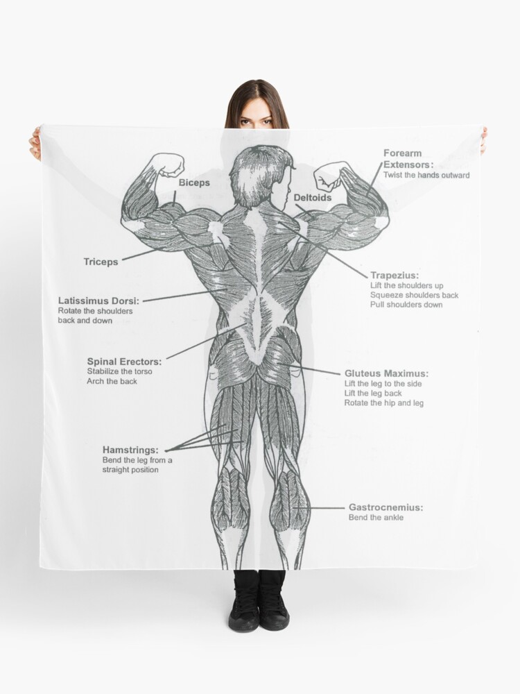 Anatomy Diagram Muscle Chart Back Scarf By Superfitstuff Redbubble
