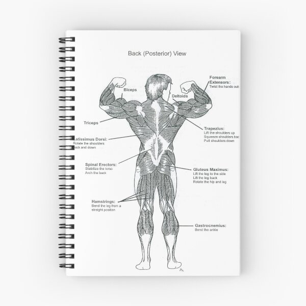 Item preview, Anatomy Diagram - Muscle Chart (Back) designed and sold by superfitstuff.