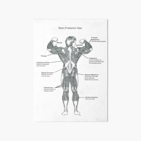 Muscle Chart Back / Muscle Anatomy Reference Charts Free ...