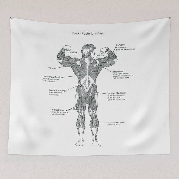 Item preview, Anatomy Diagram - Muscle Chart (Back) designed and sold by superfitstuff.