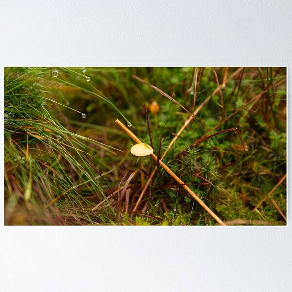 Artikelvorschau, Pilz in feuchter Moorlandschaft entworfen und verkauft von Stephen Jarman.