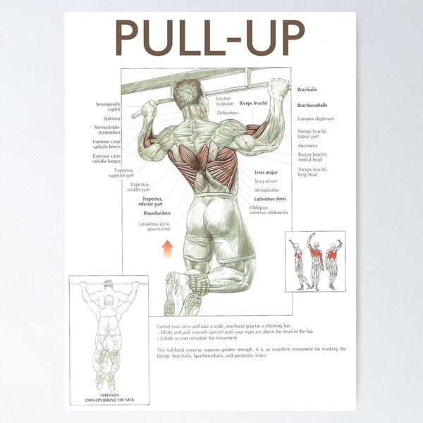 Pull Up Exercise Diagram