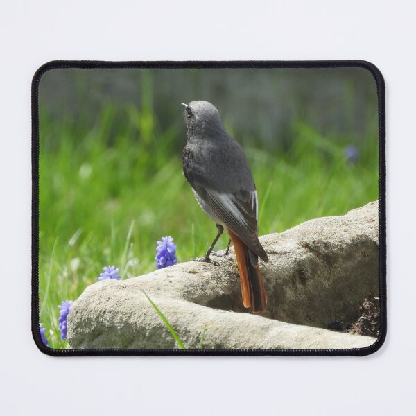 Item preview, Black redstart in the garden designed and sold by TinequeW.