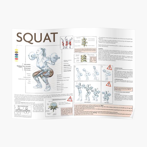 Squat - Exercise Diagram Poster