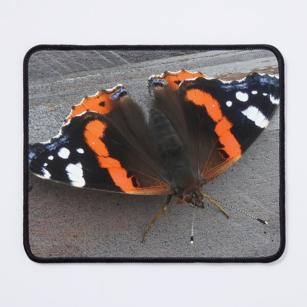 Item preview, Red Admiral butterfly with outstretched wings designed and sold by TinequeW.