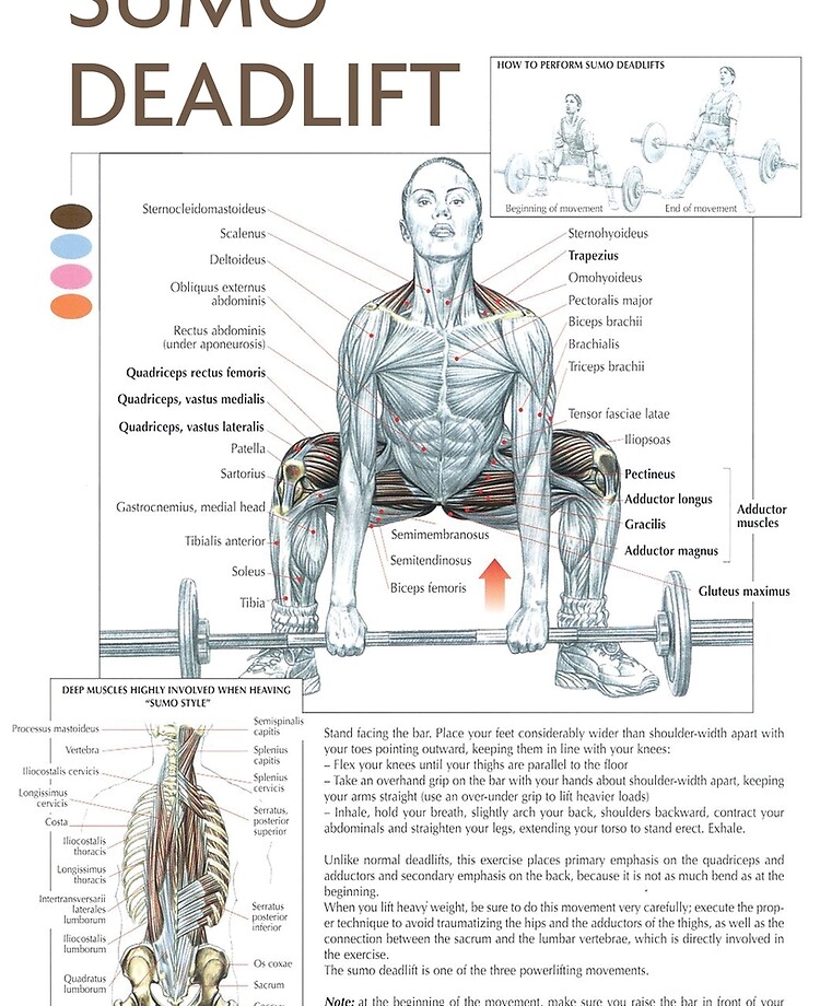 Agachamento sumô  Deadlift, Bodybuilding plan, Body anatomy