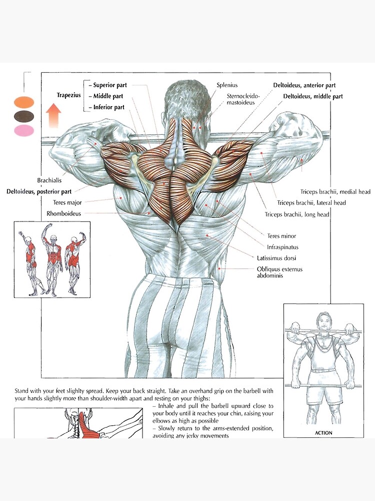 Upright Row Exercise Diagram