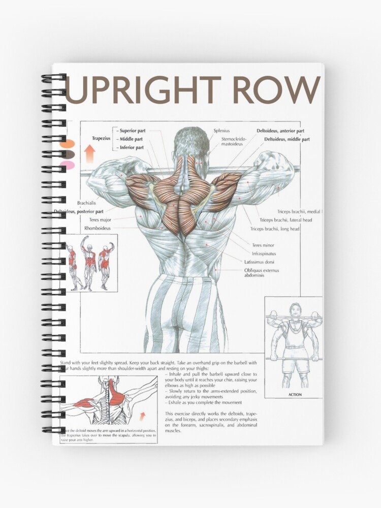 Anatomy Upright Row Primary Muscle Shoulders- Barbell Upright Row