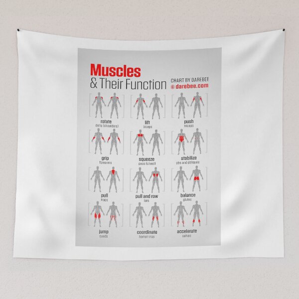 Item preview, Muscles And Their Function designed and sold by superfitstuff.