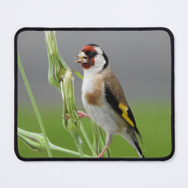 Item preview, Elegant goldfinch on a stem. designed and sold by TinequeW.