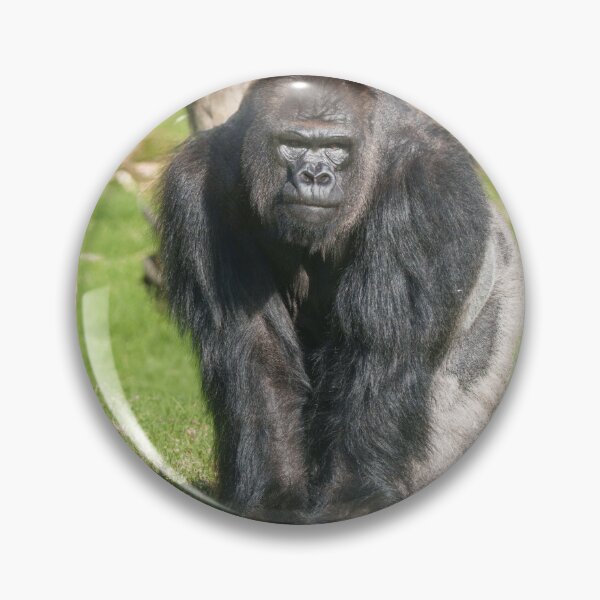 Item preview, Silverback Gorilla – A Moment of Power designed and sold by rawshutterbug.