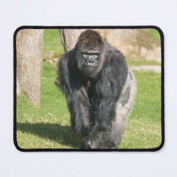 Item preview, Silverback Gorilla – A Moment of Power designed and sold by rawshutterbug.
