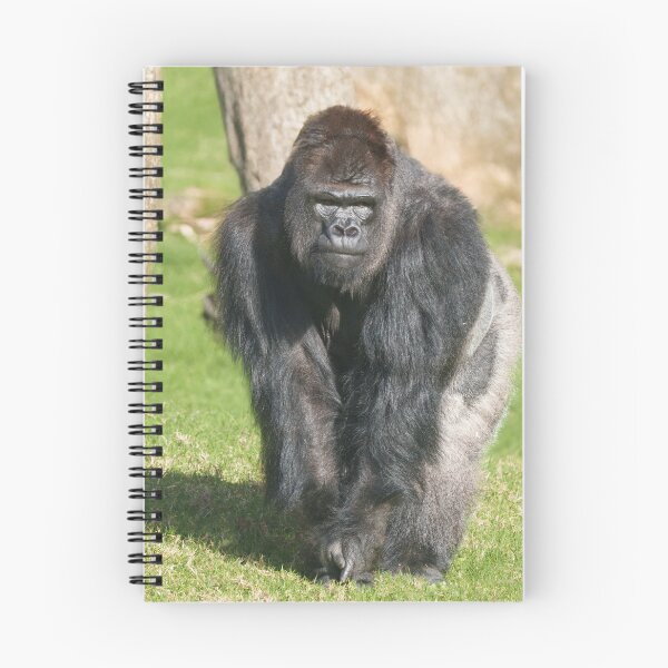 Item preview, Silverback Gorilla – A Moment of Power designed and sold by rawshutterbug.