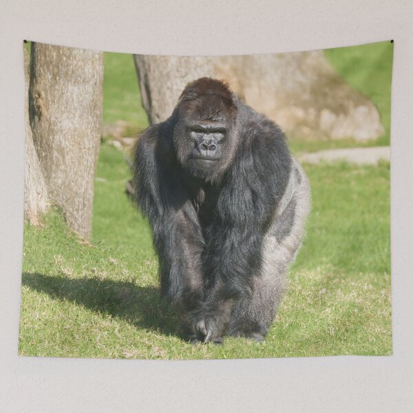 Item preview, Silverback Gorilla – A Moment of Power designed and sold by rawshutterbug.