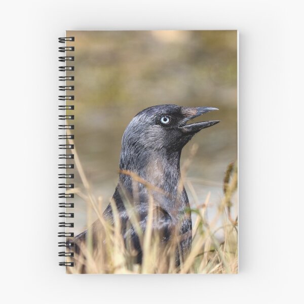 Item preview, Jackdaw squawk designed and sold by GreyFeatherPhot.