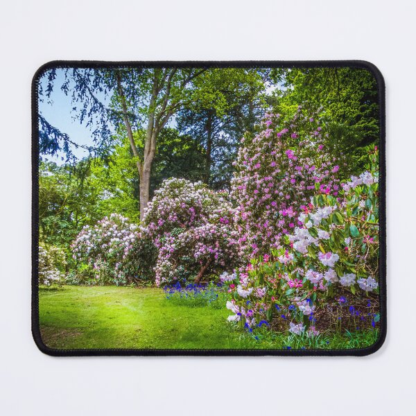 Artikelvorschau, Frühling im Westonbirt Arboretum entworfen und verkauft von Viv Thompson Photography .