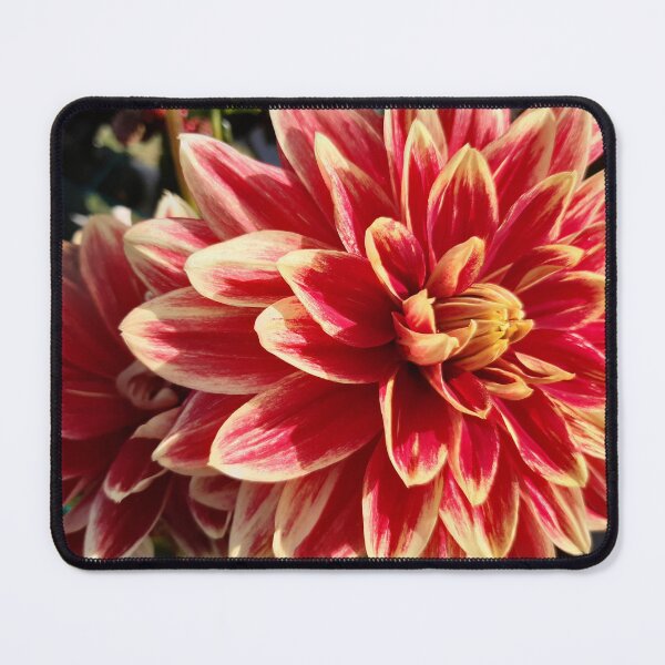 Item preview, Bicolor dahlia bloom designed and sold by pixperienz4u.