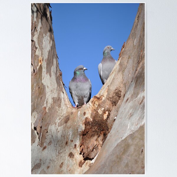Item preview, Pidgeon Pair designed and sold by Annie Street.