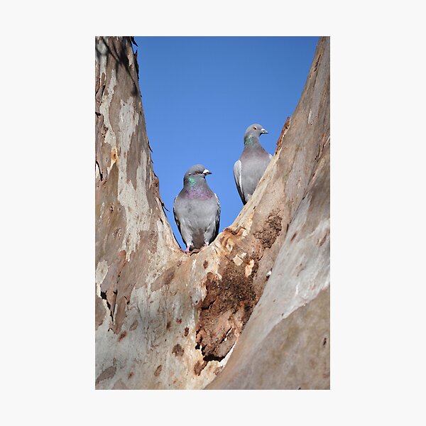 Item preview, Pidgeon Pair designed and sold by Annie Street.