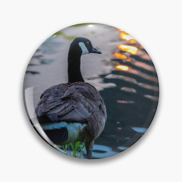 Item preview, Canadian Goose enjoying sunset at my backyard pond designed and sold by SuburbanPond.