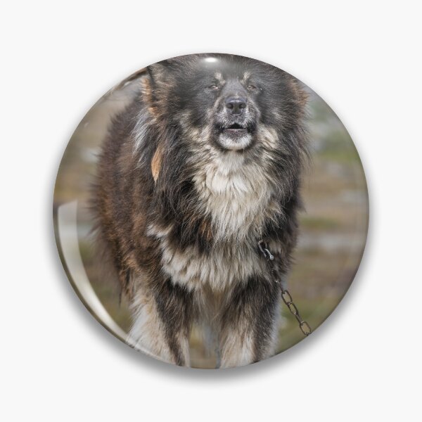 Item preview, Majestic Fluffy Greenlandic Sled Dog designed and sold by PhotoArt by Joan Carroll.