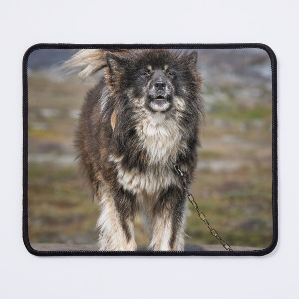 Item preview, Majestic Fluffy Greenlandic Sled Dog designed and sold by PhotoArt by Joan Carroll.
