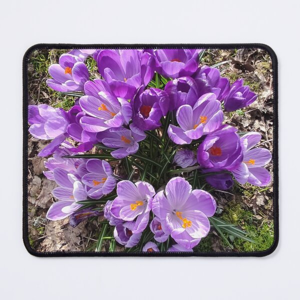 Item preview, Purple crocuses photograph designed and sold by esvb.