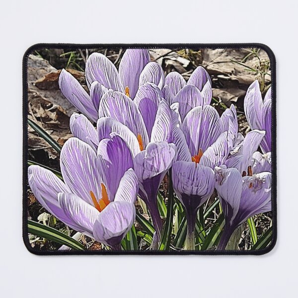 Item preview, Copy of Purple crocuses photograph designed and sold by esvb.