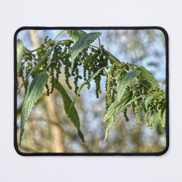 Item preview, Nettle Medicinal Plant designed and sold by StylishDecor.