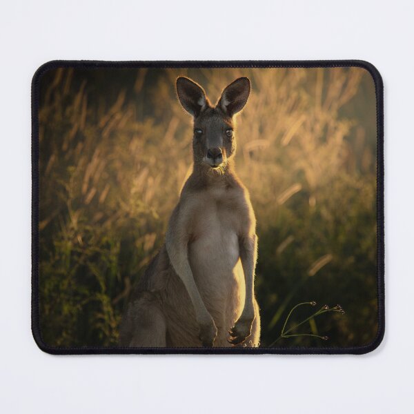 Item preview, Young Male Eastern Grey Kangaroo designed and sold by robdwildlife.