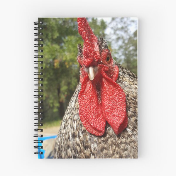 Item preview, Upset Snicken – Funny Angry Rooster Photography  designed and sold by BirdsRbeautiful.
