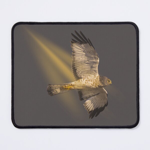 Item preview, Flying Northern Harrier Hawk at Dawn designed and sold by Wild DeZigns .
