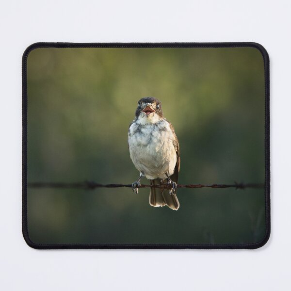 Item preview, Grey Butcherbird or Cracticus torquatus designed and sold by robdwildlife.