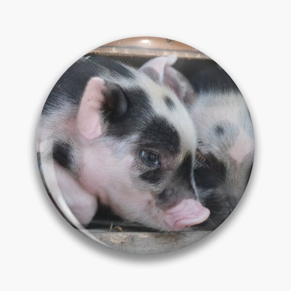 Item preview, Two cute piglets sniffing designed and sold by BarryMayfield.