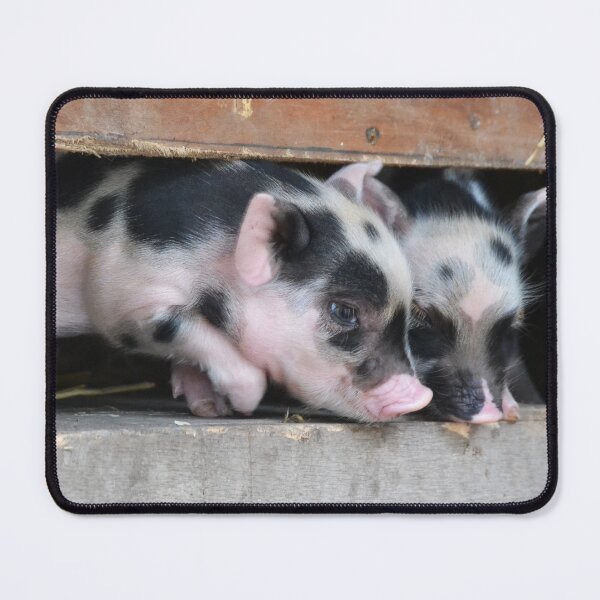 Item preview, Two cute piglets sniffing designed and sold by BarryMayfield.
