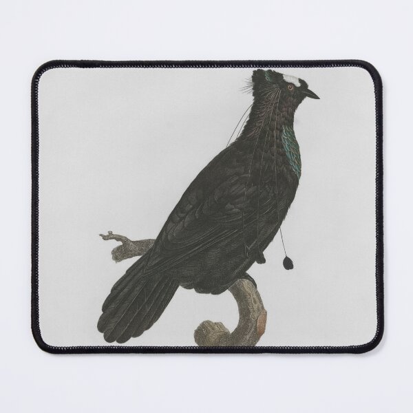 Item preview, Le Sifilet (Western Parotia), Jacques Barraband, 1806 designed and sold by stillform33.