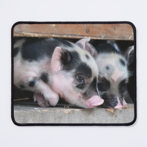 Item preview, Two cute piglets sniffing crop designed and sold by BarryMayfield.