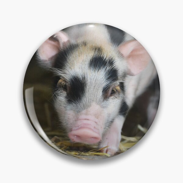 Item preview, two sweet piglets looking at the camera designed and sold by BarryMayfield.