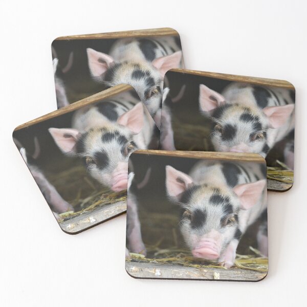Item preview, two sweet piglets looking at the camera designed and sold by BarryMayfield.