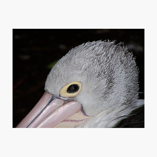Item preview, Pelican designed and sold by Luke Commisso.