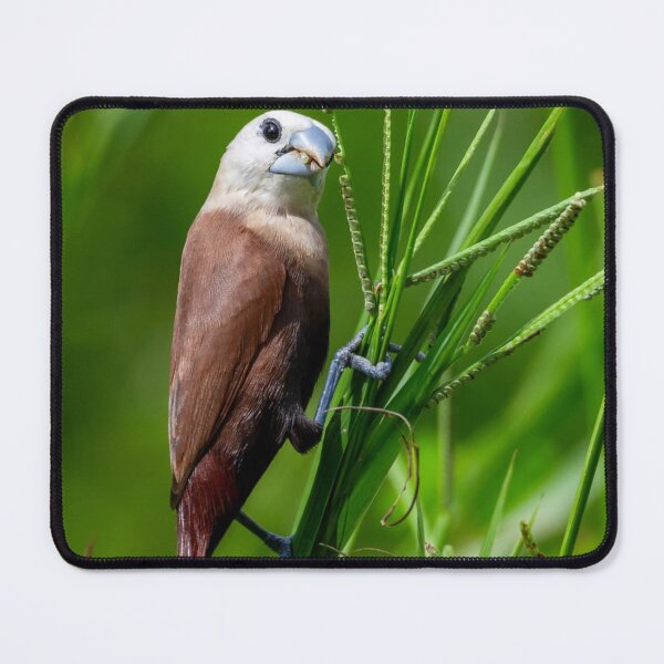 Item preview, Seagull Neighborhood Band cCoastal Breeze designed and sold by dishcutnes.