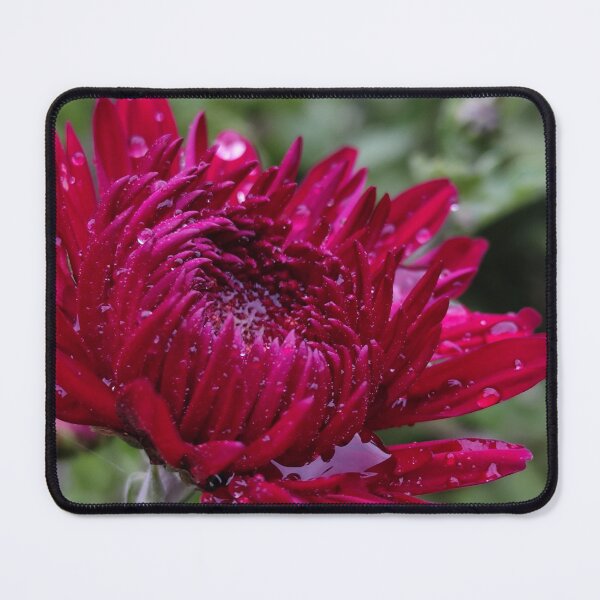Item preview, Beautiful Red Blooming Flower From The Home Garden Digital Photography designed and sold by vtspatial.