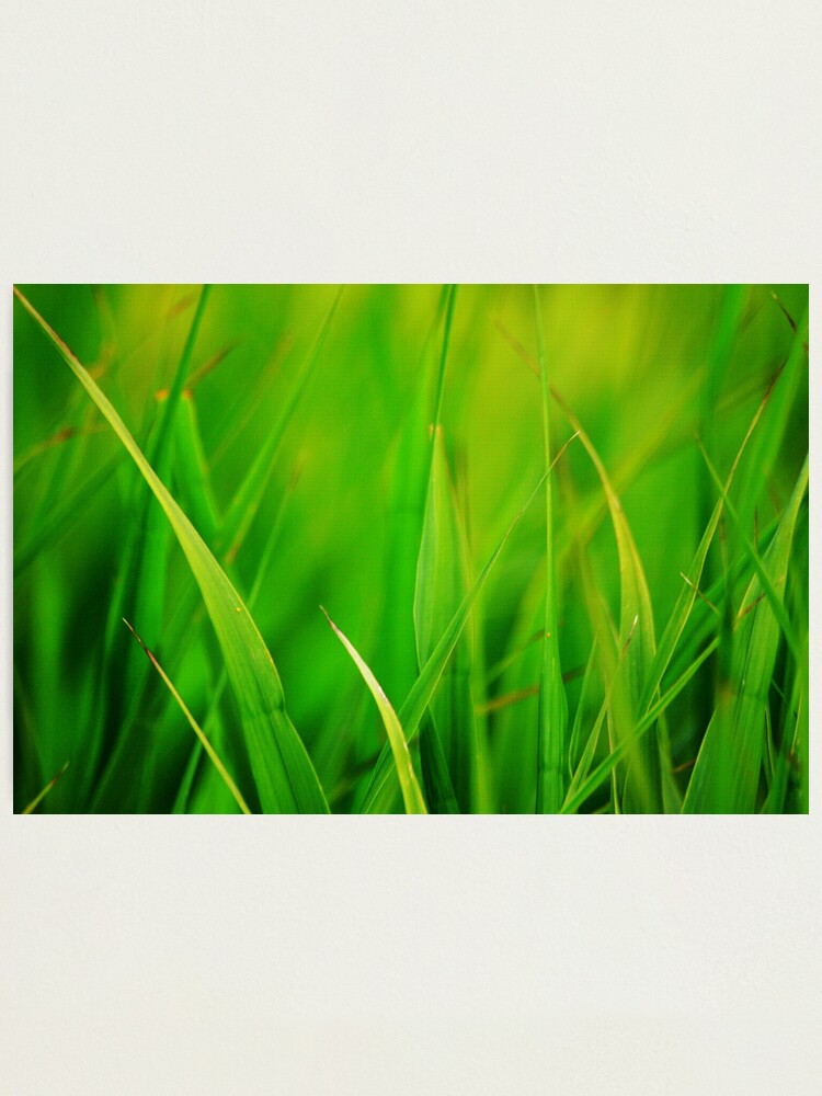 Alternate view of Green Photographic Print